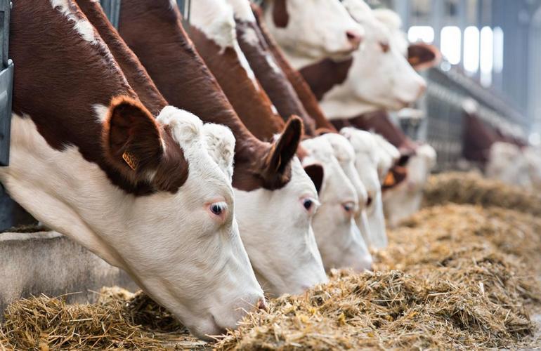 Чтобы открыть молочную ферму, нужны знания нюансов отрасли