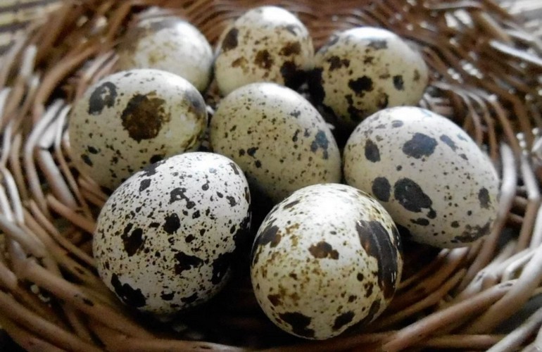 Перепелиные яйца — очень полезный продукт