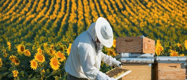 Бизнес в сфере пчеловодства