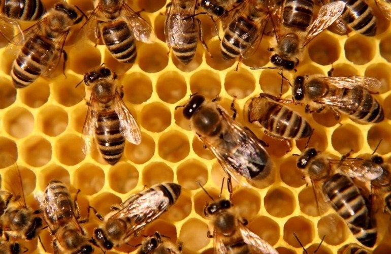Продажа мёда — прибыльный бизнес