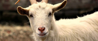 Разведение коз набирает популярность ввиду ряда причин