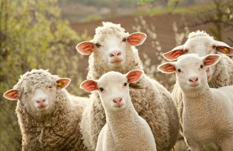 Разведение овец — довольно прибыльный бизнес