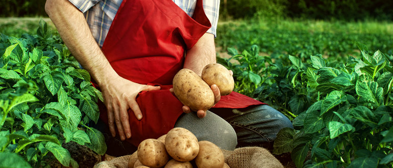 Овощные культуры в целом, как и картофель в частности, несмотря на большую конкуренцию производителей, будут востребованы всегда