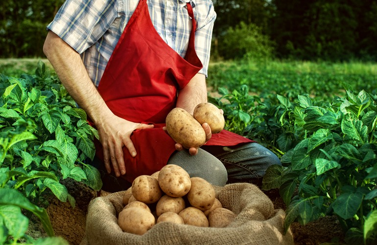 Овощные культуры в целом, как и картофель в частности, несмотря на большую конкуренцию производителей, будут востребованы всегда