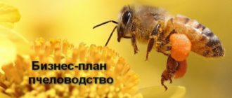 Пчеловодство — перспективная идея для бизнеса